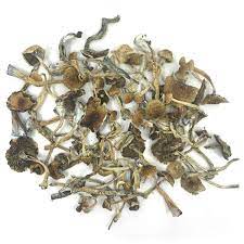 Buy African Transkei Magic Mushrooms Online